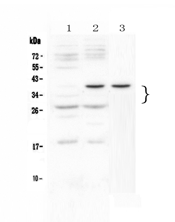 Western blot analysis of VEGF/VEGF164 using anti-VEGF/VEGF164 antibody (A00045-1). Electrophoresis was performed on a 5-20% SDS-PAGE gel at 70V (Stacking gel) / 90V (Resolving gel) for 2-3 hours. The sample well of each lane was loaded with 50ug of sample under reducing conditions. Lane 1: mouse thymus tissue lysates, Lane 2: mouse HEPA1-6 whole cell lysates, Lane 3: rat C6 whole cell lysates. After Electrophoresis, proteins were transferred to a Nitrocellulose membrane at 150mA for 50-90 minutes. Blocked the membrane with 5% Non-fat Milk/ TBS for 1.5 hour at RT. The membrane was incubated with rabbit anti-VEGF/VEGF164 antigen affinity purified polyclonal antibody (Catalog # A00045-1) at 0.5 μg/mL overnight at 4°C, then washed with TBS-0.1%Tween 3 times with 5 minutes each and probed with a goat anti-rabbit IgG-HRP secondary antibody at a dilution of 1:10000 for 1.5 hour at RT. The signal is developed using an Enhanced Chemiluminescent detection (ECL) kit (Catalog # EK1002) with Tanon 5200 system. A specific band was detected for VEGF/VEGF164 at approximately 27KD, 40KD. The expected band size for VEGF/VEGF164 is at 25KD.