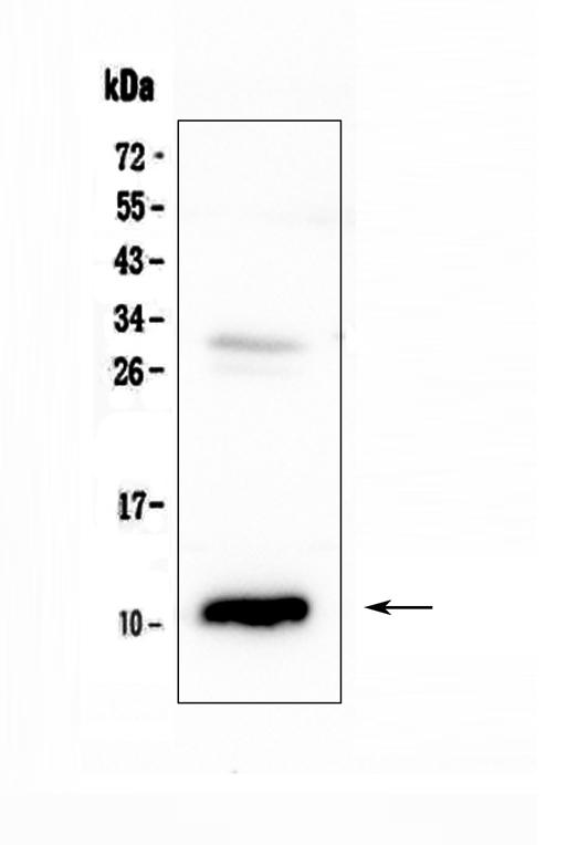 Western blot analysis of CCL2 using anti-CCL2 antibody (A00056-4).