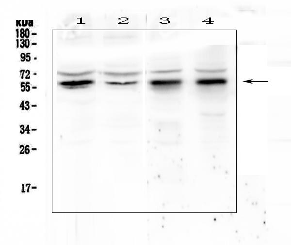 Western blot analysis of KLF4 using anti-KLF4 antibody (A00120). Electrophoresis was performed on a 5-20% SDS-PAGE gel at 70V (Stacking gel) / 90V (Resolving gel) for 2-3 hours. The sample well of each lane was loaded with 50ug of sample under reducing conditions. Lane 1: human Hela whole cell lysates, Lane 2: human COLO-320 whole cell lysates, Lane 3: rat stomach tissue lysates, Lane 4: rat testis tissue lysates. After Electrophoresis, proteins were transferred to a Nitrocellulose membrane at 150mA for 50-90 minutes. Blocked the membrane with 5% Non-fat Milk/ TBS for 1.5 hour at RT. The membrane was incubated with rabbit anti-KLF4 antigen affinity purified polyclonal antibody (Catalog # A00120) at 0.5 μg/mL overnight at 4℃, then washed with TBS-0.1%Tween 3 times with 5 minutes each and probed with a goat anti-rabbit IgG-HRP secondary antibody at a dilution of 1:10000 for 1.5 hour at RT. The signal is developed using an Enhanced Chemiluminescent detection (ECL) kit (Catalog # EK1002) with Tanon 5200 system. A specific band was detected for KLF4 at approximately 60KD. The expected band size for KLF4 is at 55KD.