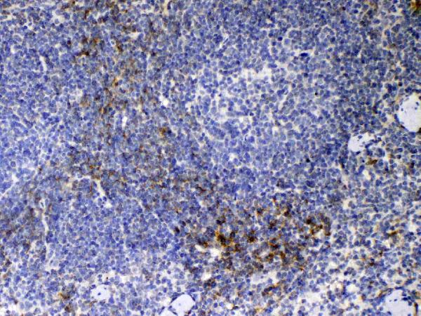 IHC analysis of CD14 using anti-CD14 antibody (A00137). CD14 was detected in paraffin-embedded section of mouse spleen tissue. Heat mediated antigen retrieval was performed in citrate buffer (pH6, epitope retrieval solution) for 20 mins. The tissue section was blocked with 10% goat serum. The tissue section was then incubated with 1ug/ml rabbit anti-CD14 Antibody (A00137) overnight at 4 Biotinylated goat anti-rabbit IgG was used as secondary antibody and incubated for 30 minutes at 37 The tissue section was developed using Strepavidin-Biotin-Complex (SABC)(Catalog # SA1022) with DAB as the chromogen.