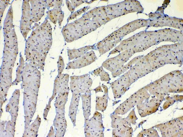 IHC analysis of Dnmt1 using anti-Dnmt1 antibody (A00172-1).