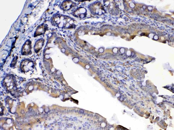 IHC analysis of Flt3 / CD135 using anti-Flt3 / CD135 antibody (A00188-4). Flt3 / CD135 was detected in paraffin-embedded section of rat small intestine tissue. Heat mediated antigen retrieval was performed in citrate buffer (pH6, epitope retrieval solution) for 20 mins. The tissue section was blocked with 10% goat serum. The tissue section was then incubated with 1ug/ml rabbit anti-Flt3 / CD135 Antibody (A00188-4) overnight at 4 Biotinylated goat anti-rabbit IgG was used as secondary antibody and incubated for 30 minutes at 37 The tissue section was developed using Strepavidin-Biotin-Complex (SABC)(Catalog # SA1022) with DAB as the chromogen.