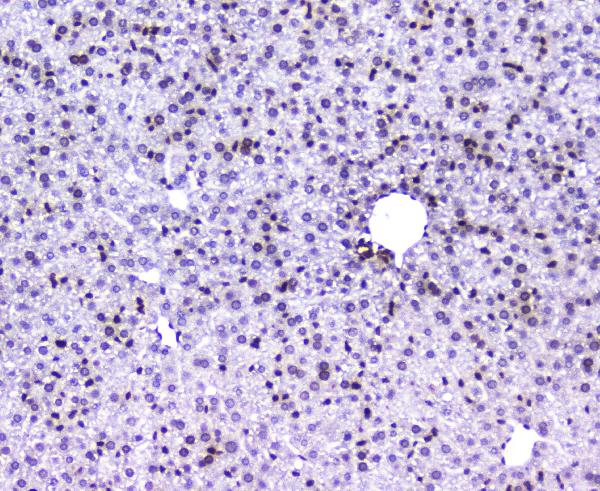 IHC analysis of AHR using anti-AHR antibody (A00225-2). AHR was detected in paraffin-embedded section of mouse liver tissue. Heat mediated antigen retrieval was performed in citrate buffer (pH6, epitope retrieval solution) for 20 mins. The tissue section was blocked with 10% goat serum. The tissue section was then incubated with 2μg/ml rabbit anti-AHR Antibody (A00225-2) overnight at 4°C. Biotinylated goat anti-rabbit IgG was used as secondary antibody and incubated for 30 minutes at 37°C. The tissue section was developed using Strepavidin-Biotin-Complex (SABC)(Catalog # SA1022) with DAB as the chromogen.