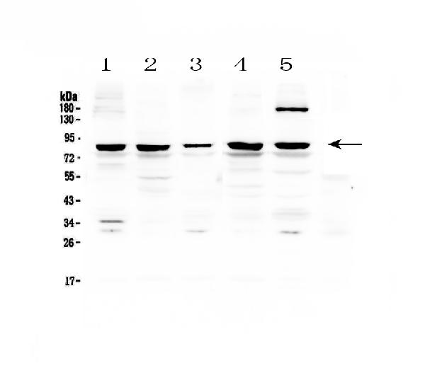 Western blot analysis of CARS using anti-CARS antibody (A00259-1).