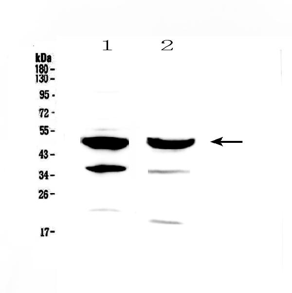 Western blot analysis of FOXA1 using anti-FOXA1 antibody (A00266-1).