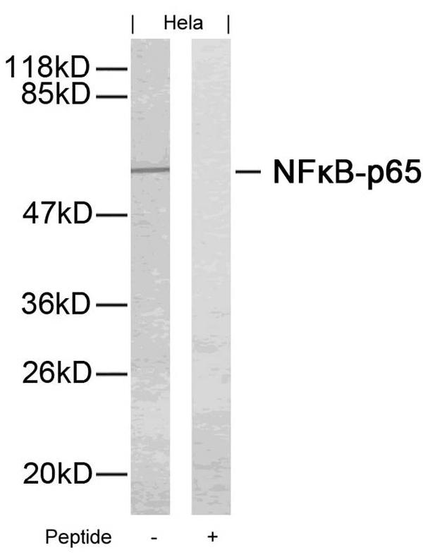 Anti-NFkB-p65 (Ab-276) Antibody | IHC, IF Validated | Bosterbio