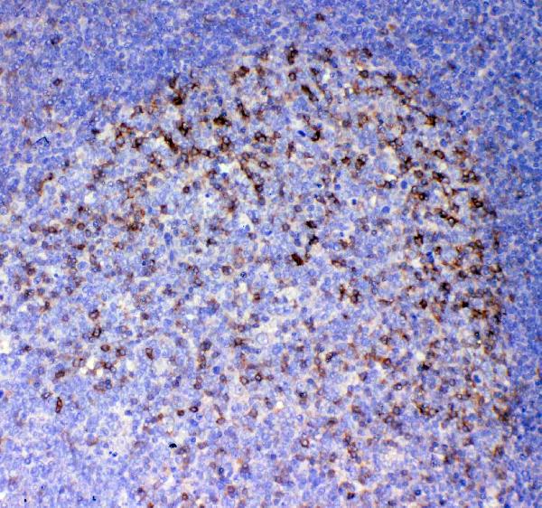 IHC analysis of ICOS using anti-ICOS antibody (A00291-3).