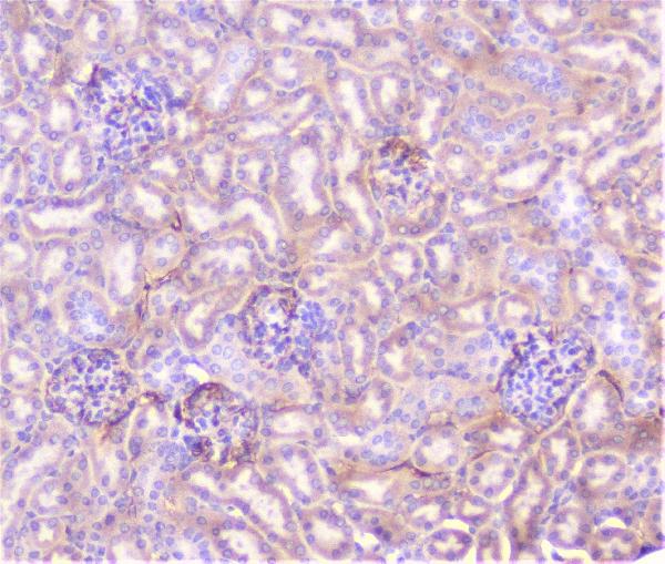 IHC analysis of TNF Receptor I using anti-TNF Receptor I antibody (A00294-3). TNF Receptor I was detected in paraffin-embedded section of mouse kidney tissue. Heat mediated antigen retrieval was performed in citrate buffer (pH6, epitope retrieval solution) for 20 mins. The tissue section was blocked with 10% goat serum. The tissue section was then incubated with 1μg/ml rabbit anti-TNF Receptor I Antibody (A00294-3) overnight at 4°C. Biotinylated goat anti-rabbit IgG was used as secondary antibody and incubated for 30 minutes at 37°C. The tissue section was developed using Strepavidin-Biotin-Complex (SABC)(Catalog # SA1022) with DAB as the chromogen.