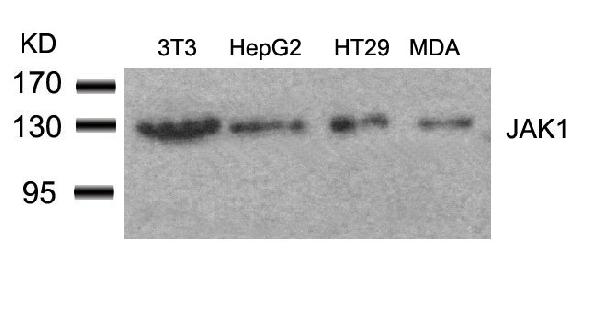 Anti-JAK1 (Ab-1022) Antibody