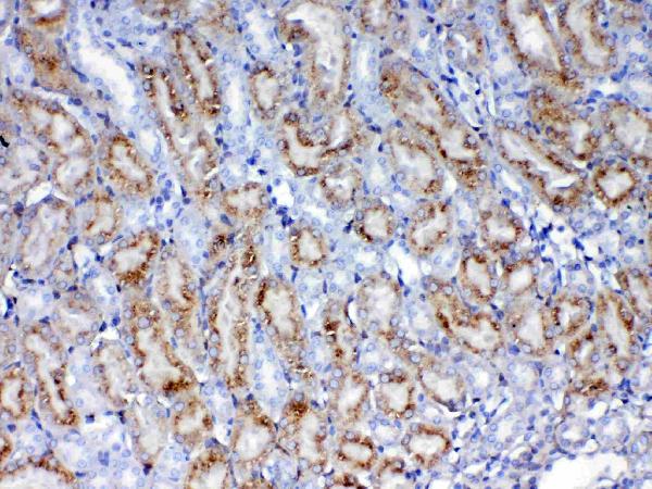 IHC analysis of Galectin 1 using anti-Galectin 1 antibody (A00470-1). Galectin 1 was detected in paraffin-embedded section of mouse kidney tissue. Heat mediated antigen retrieval was performed in citrate buffer (pH6, epitope retrieval solution) for 20 mins. The tissue section was blocked with 10% goat serum. The tissue section was then incubated with 1ug/ml rabbit anti-Galectin 1 Antibody (A00470-1) overnight at 4 Biotinylated goat anti-rabbit IgG was used as secondary antibody and incubated for 30 minutes at 37 The tissue section was developed using Strepavidin-Biotin-Complex (SABC)(Catalog # SA1022) with DAB as the chromogen.