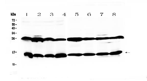 Western blot analysis of Galectin 1 using anti-Galectin 1 antibody (A00470). Electrophoresis was performed on a 5-20% SDS-PAGE gel at 70V (Stacking gel) / 90V (Resolving gel) for 2-3 hours. The sample well of each lane was loaded with 50ug of sample under reducing conditions. Lane 1: mouse thymus tissue lysates, Lane 2: mouse kidney tissue lysates, Lane 3: mouse testis tissue lysates, Lane 4: mouse ovary tissue lysates, Lane 5: rat heart tissue lysates, Lane 6: rat skeletal muscle tissue lysates, Lane 7: rat gaster tissue lysates, Lane 8: rat testis tissue lysates. After Electrophoresis, proteins were transferred to a Nitrocellulose membrane at 150mA for 50-90 minutes. Blocked the membrane with 5% Non-fat Milk/ TBS for 1.5 hour at RT. The membrane was incubated with rabbit anti-Galectin 1 antigen affinity purified polyclonal antibody (Catalog # A00470) at 0.5 ug/mL overnight at 4 then washed with TBS-0.1%Tween 3 times with 5 minutes each and probed with a goat anti-rabbit IgG-HRP secondary antibody at a dilution of 1:10000 for 1.5 hour at RT. The signal is developed using an Enhanced Chemiluminescent detection (ECL) kit (Catalog # EK1002) with Tanon 5200 system. A specific band was detected for Galectin 1 at approximately 15KD. The expected band size for Galectin 1 is at 15KD.