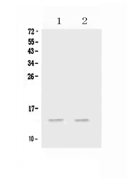 Western blot analysis of MIP-3 Alpha/CCL20 using anti-MIP-3 Alpha/CCL20 antibody (A00748-2). Electrophoresis was performed on a 5-20% SDS-PAGE gel at 70V (Stacking gel) / 90V (Resolving gel) for 2-3 hours. The sample well of each lane was loaded with 50ug of sample under reducing conditions. Lane 1: rat testis tissue lysates, Lane 2: mouse testis tissue lysates. After Electrophoresis, proteins were transferred to a Nitrocellulose membrane at 150mA for 50-90 minutes. Blocked the membrane with 5% Non-fat Milk/ TBS for 1.5 hour at RT. The membrane was incubated with rabbit anti-MIP-3 Alpha/CCL20 antigen affinity purified polyclonal antibody (Catalog # A00748-2) at 0.5 ug/mL overnight at 4 then washed with TBS-0.1%Tween 3 times with 5 minutes each and probed with a goat anti-rabbit IgG-HRP secondary antibody at a dilution of 1:10000 for 1.5 hour at RT. The signal is developed using an Enhanced Chemiluminescent detection (ECL) kit (Catalog # EK1002) with Tanon 5200 system. A specific band was detected for MIP-3 Alpha/CCL20 at approximately 14KD. The expected band size for MIP-3 Alpha/CCL20 is at 14KD.