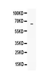 Western blot analysis of LBP using anti-LBP antibody (A00809-2). Electrophoresis was performed on a 5-20% SDS-PAGE gel at 70V (Stacking gel) / 90V (Resolving gel) for 2-3 hours. Lane 1: recombinant human LBP protein 1ng. After Electrophoresis, proteins were transferred to a Nitrocellulose membrane at 150mA for 50-90 minutes. Blocked the membrane with 5% Non-fat Milk/ TBS for 1.5 hour at RT. The membrane was incubated with rabbit anti-LBP antigen affinity purified polyclonal antibody (Catalog # A00809-2) at 0.5 ug/mL overnight at 4 then washed with TBS-0.1%Tween 3 times with 5 minutes each and probed with a goat anti-rabbit IgG-HRP secondary antibody at a dilution of 1:10000 for 1.5 hour at RT. The signal is developed using an Enhanced Chemiluminescent detection (ECL) kit (Catalog # EK1002) with Tanon 5200 system. A specific band was detected for LBP at approximately 65KD. The expected band size for LBP is at 51KD.