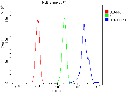 Flow Cytometry analysis of A431 cells using anti-DDR1 antibody (A00905). Overlay histogram showing A431 cells stained with A00905 (Blue line).The cells were blocked with 10% normal goat serum. And then incubated with rabbit anti-DDR1 Antibody (A00905,1μg/1x106 cells) for 30 min at 20°C. DyLight®488 conjugated goat anti-rabbit IgG (BA1127, 5-10μg/1x106 cells) was used as secondary antibody for 30 minutes at 20°C. Isotype control antibody (Green line) was rabbit IgG (1μg/1x106) used under the same conditions. Unlabelled sample (Red line) was also used as a control.