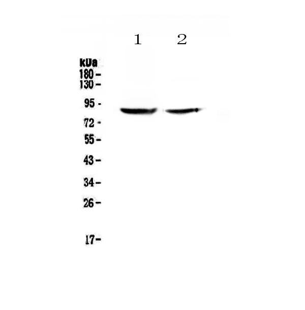 Western blot analysis of SLC26A4 using anti-SLC26A4 antibody (A00919-1).