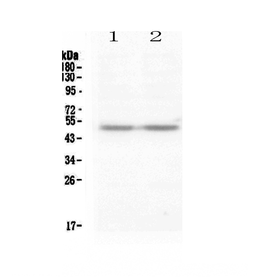 Western blot analysis of PAX8 using anti-PAX8 antibody (A00943-1).