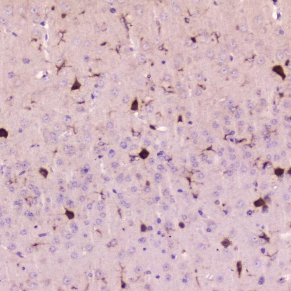 IHC analysis of Cystatin C using anti-Cystatin C antibody (A00961-2). Cystatin C was detected in paraffin-embedded section of mouse brain tissue. Heat mediated antigen retrieval was performed in citrate buffer (pH6, epitope retrieval solution) for 20 mins. The tissue section was blocked with 10% goat serum. The tissue section was then incubated with 2μg/ml rabbit anti-Cystatin C Antibody (A00961-2) overnight at 4℃. Biotinylated goat anti-rabbit IgG was used as secondary antibody and incubated for 30 minutes at 37℃. The tissue section was developed using Strepavidin-Biotin-Complex (SABC)(Catalog # SA1022) with DAB as the chromogen.