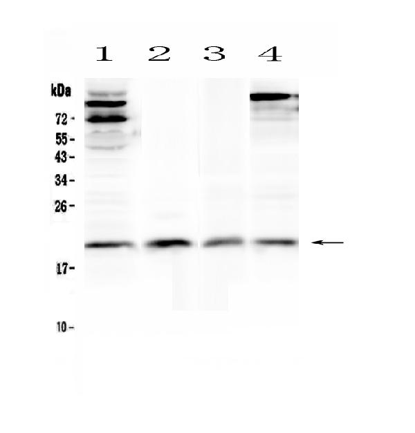 Western blot analysis of IL22 using anti-IL22 antibody (A00963-2). Electrophoresis was performed on a 5-20% SDS-PAGE gel at 70V (Stacking gel) / 90V (Resolving gel) for 2-3 hours. The sample well of each lane was loaded with 50ug of sample under reducing conditions. Lane 1: human Hela whole cell lysates, Lane 2: human placenta tissue lysates, Lane 3: rat thymus tissue lysates, Lane 4: mouse thymus tissue lysates. After Electrophoresis, proteins were transferred to a Nitrocellulose membrane at 150mA for 50-90 minutes. Blocked the membrane with 5% Non-fat Milk/ TBS for 1.5 hour at RT. The membrane was incubated with rabbit anti-IL22 antigen affinity purified polyclonal antibody (Catalog # A00963-2) at 0.5 ug/mL overnight at 4°C, then washed with TBS-0.1%Tween 3 times with 5 minutes each and probed with a goat anti-rabbit IgG-HRP secondary antibody at a dilution of 1:10000 for 1.5 hour at RT. The signal is developed using an Enhanced Chemiluminescent detection (ECL) kit (Catalog # EK1002) with Tanon 5200 system. A specific band was detected for IL22 at approximately 20KD. The expected band size for IL22 is at 20KD.