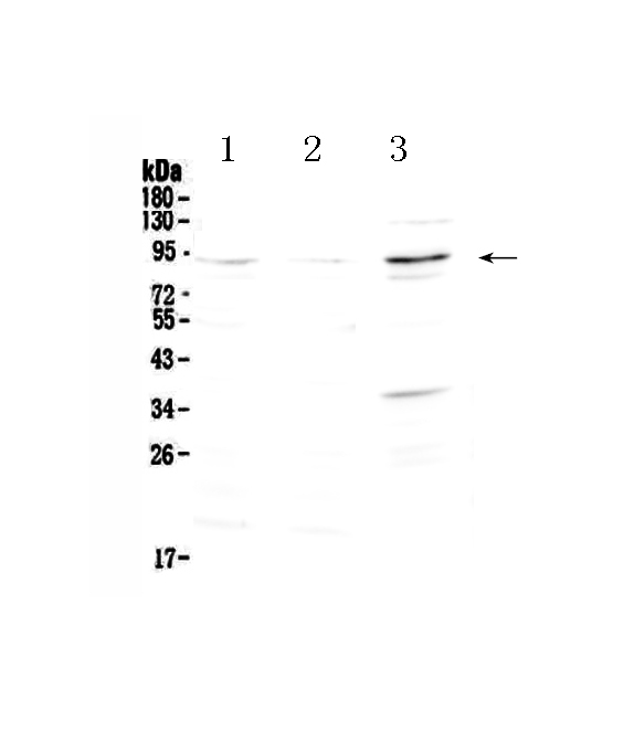 Western blot analysis of FOXP2 using anti-FOXP2 antibody (A01329-1).