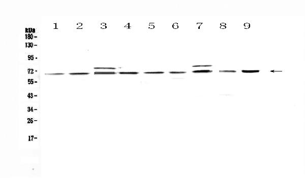 Western blot analysis of CDC45L using anti-CDC45L antibody (A01367-1).