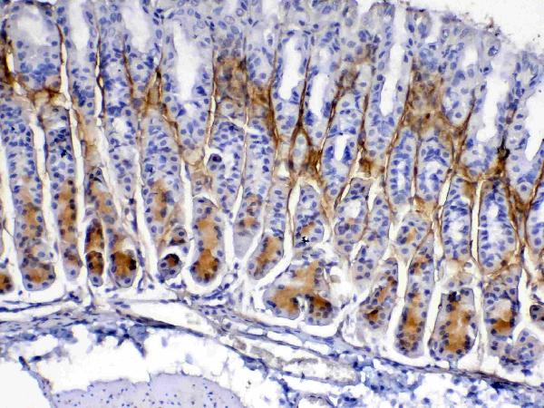 IHC analysis of Periostin using anti-Periostin antibody (A01378). Periostin was detected in paraffin-embedded section of mouse gaster tissue. Heat mediated antigen retrieval was performed in citrate buffer (pH6, epitope retrieval solution) for 20 mins. The tissue section was blocked with 10% goat serum. The tissue section was then incubated with 1ug/ml rabbit anti-Periostin Antibody (A01378) overnight at 4 Biotinylated goat anti-rabbit IgG was used as secondary antibody and incubated for 30 minutes at 37 The tissue section was developed using Strepavidin-Biotin-Complex (SABC)(Catalog # SA1022) with DAB as the chromogen.