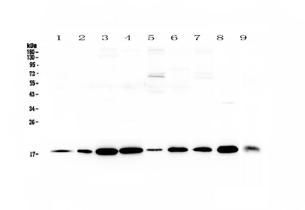 Western blot analysis of LIF using anti-LIF antibody (A01400).