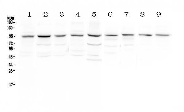 Western blot analysis of RALBP1 using anti-RALBP1 antibody (A01403-1).