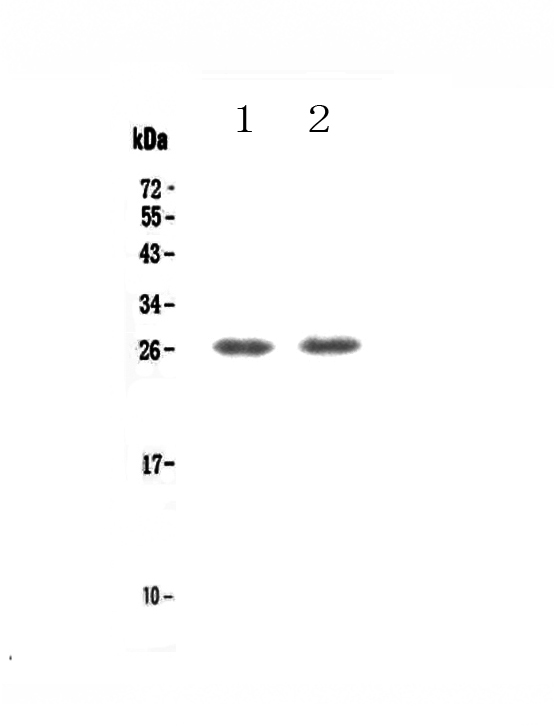 Western blot analysis of TNFRSF18 using anti-TNFRSF18 antibody (A03125-2).