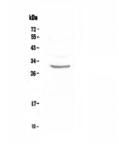 Western blot analysis of FRA1 using anti-FRA1 antibody (A03927-1).