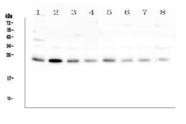 Western blot analysis of RAB11B using anti-RAB11B antibody (A04526-1). Electrophoresis was performed on a 5-20% SDS-PAGE gel at 70V (Stacking gel) / 90V (Resolving gel) for 2-3 hours. The sample well of each lane was loaded with 50ug of sample under reducing conditions. Lane 1: rat spleen tissue lysates, Lane 2: rat lung tissue lysates, Lane 3: rat ovary tissue lysates, Lane 4: rat kidney tissue lysates, Lane 5: mouse lung tissue lysates, Lane 6: mouse ovary tissue lysates, Lane 7: mouse kidney tissue lysates, Lane 8: mouse SP20 whole cell lysates. After Electrophoresis, proteins were transferred to a Nitrocellulose membrane at 150mA for 50-90 minutes. Blocked the membrane with 5% Non-fat Milk/ TBS for 1.5 hour at RT. The membrane was incubated with rabbit anti-RAB11B antigen affinity purified polyclonal antibody (Catalog # A04526-1) at 0.5 μg/mL overnight at 4°C, then washed with TBS-0.1%Tween 3 times with 5 minutes each and probed with a goat anti-rabbit IgG-HRP secondary antibody at a dilution of 1:10000 for 1.5 hour at RT. The signal is developed using an Enhanced Chemiluminescent detection (ECL) kit (Catalog # EK1002) with Tanon 5200 system. A specific band was detected for RAB11B at approximately 24KD. The expected band size for RAB11B is at 24KD.