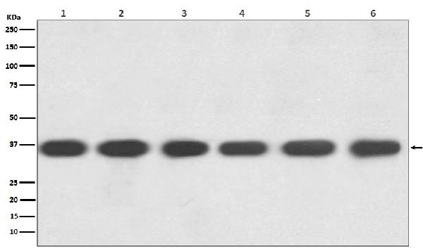 Western blot analysis of GAPDH expression in (1) HeLa cell lysate; (2)Jurkat cell lysate; (3)Mouse kidney lysate; (4) Mouse spleen lysate; (5) RAW 264.7 cell lysate; (6) Rat brain lysate with GAPDH Antibody.