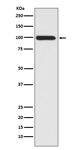 Western blot analysis of LRP1 expression in A549 cell lysate.