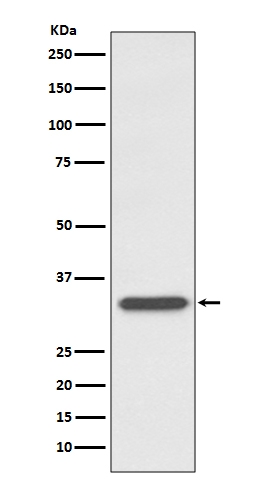 Western blot analysis of CD74 expression in Ramos cell lysate (M01340-2). Electrophoresis was performed on a 5-20% SDS-PAGE gel at 70V (Stacking gel) / 90V (Resolving gel) for 2-3 hours. The sample well of each lane was loaded with 50ug of sample under reducing conditions. After Electrophoresis, proteins were transferred to a Nitrocellulose membrane at 150mA for 50-90 minutes. Blocked the membrane with 5% Non-fat Milk/ TBS for 1.5 hour at RT. The membrane was incubated with rabbit anti-CD74 monoclonal antibody (Catalog # M01340-2) overnight at 4°C, then washed with TBS-0.1%Tween 3 times with 5 minutes each and probed with a goat anti-rabbit IgG-HRP secondary antibody at a dilution of 1:10000 for 1.5 hour at RT. The signal is developed using an Enhanced Chemiluminescent detection (ECL) kit (Catalog # EK1002) with Tanon 5200 system. A specific band was detected for CD74