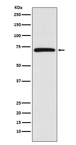 Western blot analysis of BIRC2 expression in HepG2 cell lysate.