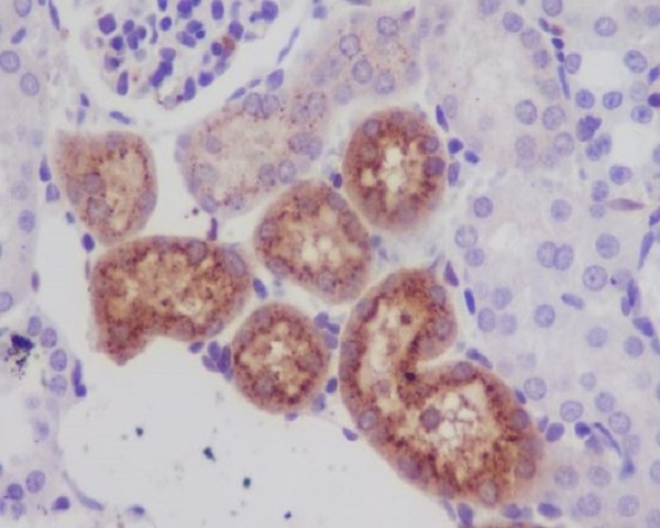 Immunohistochemical analysis of paraffin-embedded mouse kidney, using Lysozyme Antibody.