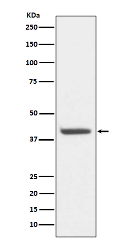 Western blot analysis of HDAC8 expression in HeLa cell lysate (M01843-1). Electrophoresis was performed on a 5-20% SDS-PAGE gel at 70V (Stacking gel) / 90V (Resolving gel) for 2-3 hours. The sample well of each lane was loaded with 50ug of sample under reducing conditions. After Electrophoresis, proteins were transferred to a Nitrocellulose membrane at 150mA for 50-90 minutes. Blocked the membrane with 5% Non-fat Milk/ TBS for 1.5 hour at RT. The membrane was incubated with rabbit anti-HDAC8 monoclonal antibody (Catalog # M01843-1) overnight at 4°C, then washed with TBS-0.1%Tween 3 times with 5 minutes each and probed with a goat anti-rabbit IgG-HRP secondary antibody at a dilution of 1:10000 for 1.5 hour at RT. The signal is developed using an Enhanced Chemiluminescent detection (ECL) kit (Catalog # EK1002) with Tanon 5200 system. A specific band was detected for HDAC8