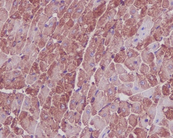 Immunohistochemical analysis of paraffin-embedded mouse heart, using Actin Antibody.