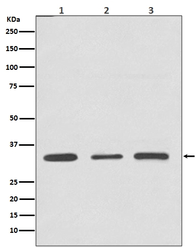 Western blot analysis of ATF5 expression in (1) Jurkat cell lysate; (2) 3T3 cell lysate; (2) C6 cell lysate.