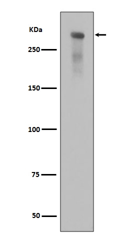 Western blot analysis of Phospho-DNA PKcs (Ser2056) expression in alkaline treated Jurkat cell lysate.