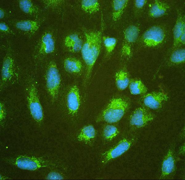 IF analysis of ALDH7A1 using anti-ALDH7A1 antibody (PB10038). ALDH7A1 was detected in immunocytochemical section of U20S cell. Enzyme antigen retrieval was performed using IHC enzyme antigen retrieval reagent (AR0022) for 15 mins. The cells were blocked with 10% goat serum. And then incubated with 2μg/mL rabbit anti-ALDH7A1 Antibody (PB10038) overnight at 4°C. DyLight®488 Conjugated Goat Anti-Rabbit IgG (BA1127) was used as secondary antibody at 1:100 dilution and incubated for 30 minutes at 37°C. The section was counterstained with DAPI. Visualize using a fluorescence microscope and filter sets appropriate for the label used.