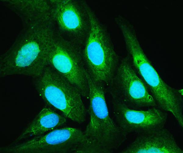 IF analysis of Annexin V using anti-Annexin V antibody (PB9044). Annexin V was detected in immunocytochemical section of U20S cell. Enzyme antigen retrieval was performed using IHC enzyme antigen retrieval reagent (AR0022) for 15 mins. The cells were blocked with 10% goat serum. And then incubated with 2μg/mL rabbit anti-Annexin V Antibody (PB9044) overnight at 4°C. DyLight®488 Conjugated Goat Anti-Rabbit IgG (BA1127) was used as secondary antibody at 1:100 dilution and incubated for 30 minutes at 37°C. The section was counterstained with DAPI. Visualize using a fluorescence microscope and filter sets appropriate for the label used.