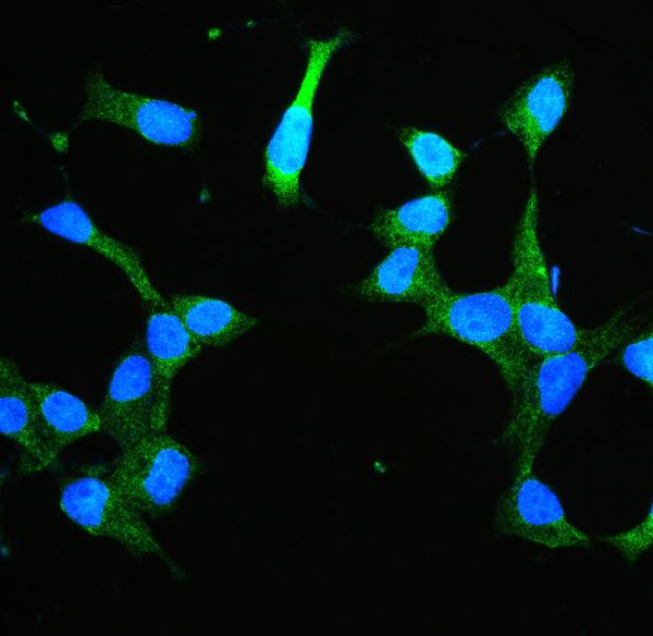 IF analysis of Annexin V using anti-Annexin V antibody (PB9044). Annexin V was detected in immunocytochemical section of RH35 cell. Enzyme antigen retrieval was performed using IHC enzyme antigen retrieval reagent (AR0022) for 15 mins. The cells were blocked with 10% goat serum. And then incubated with 2μg/mL rabbit anti-Annexin V Antibody (PB9044) overnight at 4°C. DyLight®488 Conjugated Goat Anti-Rabbit IgG (BA1127) was used as secondary antibody at 1:100 dilution and incubated for 30 minutes at 37°C. The section was counterstained with DAPI. Visualize using a fluorescence microscope and filter sets appropriate for the label used.