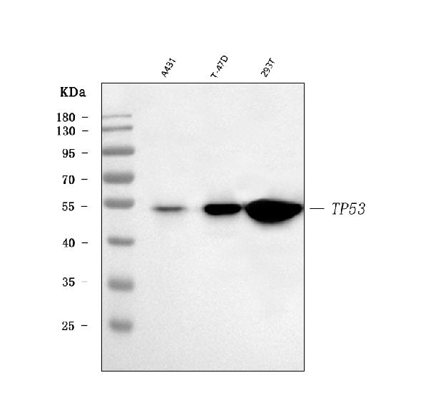 Figure 1. Western blot analysis of TP53 using anti-TP53 antibody (A00001-2). <br> Electrophoresis was performed on a 5-20% SDS-PAGE gel at 70V (Stacking gel) / 90V (Resolving gel) for 2-3 hours. The sample well of each lane was loaded with 30 ug of sample under reducing conditions. <br> Lane 1: human A431 whole cell lysates, <br> Lane 2: human T-47D whole cell lysates, <br> Lane 3: human 293T whole cell lysates. <br> After electrophoresis, proteins were transferred to a nitrocellulose membrane at 150 mA for 50-90 minutes. Blocked the membrane with 5% non-fat milk/TBS for 1.5 hour at RT. The membrane was incubated with rabbit anti-TP53 antigen affinity purified polyclonal antibody (Catalog # A00001-2) at 0.5 μg/mL overnight at 4°C, then washed with TBS-0.1%Tween 3 times with 5 minutes each and probed with a goat anti-rabbit IgG-HRP secondary antibody at a dilution of 1:5000 for 1.5 hour at RT. The signal is developed using an Enhanced Chemiluminescent detection (ECL) kit (Catalog # EK1002) with Tanon 5200 system. A specific band was detected for TP53 at approximately 53 kDa. The expected band size for TP53 is at 44 kDa.