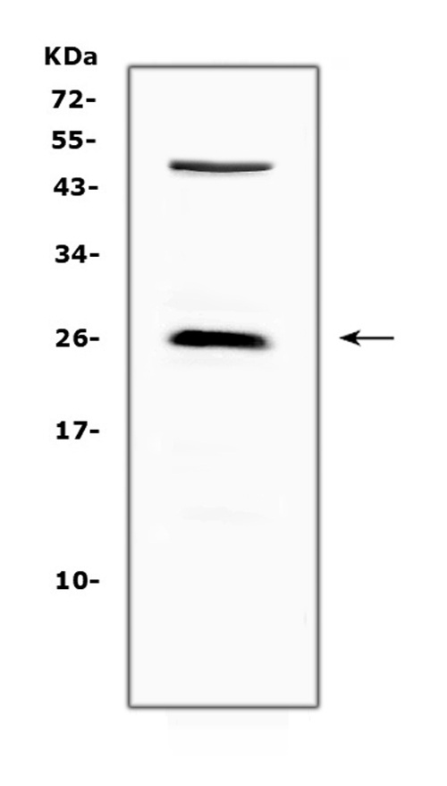 Western blot analysis of CTLA4 using anti-CTLA4 antibody (A00020-1). Electrophoresis was performed on a 5-20% SDS-PAGE gel at 70V (Stacking gel) / 90V (Resolving gel) for 2-3 hours. The sample well of each lane was loaded with 50ug of sample under reducing conditions. Lane 1: mouse NIH3T3 whole Cell lysate. After Electrophoresis, proteins were transferred to a Nitrocellulose membrane at 150mA for 50-90 minutes. Blocked the membrane with 5% Non-fat Milk/ TBS for 1.5 hour at RT. The membrane was incubated with rabbit anti-CTLA4 antigen affinity purified polyclonal antibody (Catalog # A00020-1) at 0.5 μg/mL overnight at 4°C, then washed with TBS-0.1%Tween 3 times with 5 minutes each and probed with a goat anti-rabbit IgG-HRP secondary antibody at a dilution of 1:10000 for 1.5 hour at RT. The signal is developed using an Enhanced Chemiluminescent detection (ECL) kit (Catalog # EK1002) with Tanon 5200 system. A specific band was detected for CTLA4 at approximately 25KD. The expected band size for CTLA4 is at 25KD.