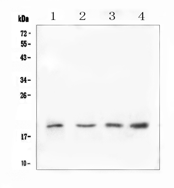 Western blot analysis of IL10 using anti-IL10 antibody (A00021-2). Electrophoresis was performed on a 5-20% SDS-PAGE gel at 70V (Stacking gel) / 90V (Resolving gel) for 2-3 hours. The sample well of each lane was loaded with 50ug of sample under reducing conditions. Lane 1: human U-87MG whole cell lysate, Lane 2: rat testis tissue lysates, Lane 3: mouse testis tissue lysates, Lane 4: mouse SP20 whole cell lysate. After Electrophoresis, proteins were transferred to a Nitrocellulose membrane at 150mA for 50-90 minutes. Blocked the membrane with 5% Non-fat Milk/ TBS for 1.5 hour at RT. The membrane was incubated with rabbit anti-IL10 antigen affinity purified polyclonal antibody (Catalog # A00021-2) at 0.5 μg/mL overnight at 4°C, then washed with TBS-0.1%Tween 3 times with 5 minutes each and probed with a goat anti-rabbit IgG-HRP secondary antibody at a dilution of 1:10000 for 1.5 hour at RT. The signal is developed using an Enhanced Chemiluminescent detection (ECL) kit (Catalog # EK1002) with Tanon 5200 system. A specific band was detected for IL10 at approximately 19KD. The expected band size for IL10 is at 21KD.