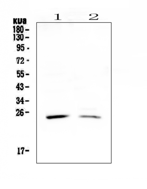 Western blot analysis of StAR using anti-StAR antibody (A00051-1). Electrophoresis was performed on a 5-20% SDS-PAGE gel at 70V (Stacking gel) / 90V (Resolving gel) for 2-3 hours. The sample well of each lane was loaded with 50ug of sample under reducing conditions. Lane 1: rat testis tissue lysates, Lane 2: mouse testis tissue lysates. After Electrophoresis, proteins were transferred to a Nitrocellulose membrane at 150mA for 50-90 minutes. Blocked the membrane with 5% Non-fat Milk/ TBS for 1.5 hour at RT. The membrane was incubated with rabbit anti-StAR antigen affinity purified polyclonal antibody (Catalog # A00051-1) at 0.5 μg/mL overnight at 4°C, then washed with TBS-0.1%Tween 3 times with 5 minutes each and probed with a goat anti-rabbit IgG-HRP secondary antibody at a dilution of 1:10000 for 1.5 hour at RT. The signal is developed using an Enhanced Chemiluminescent detection (ECL) kit (Catalog # EK1002) with Tanon 5200 system. A specific band was detected for StAR at approximately 25KD. The expected band size for StAR is at 32KD.