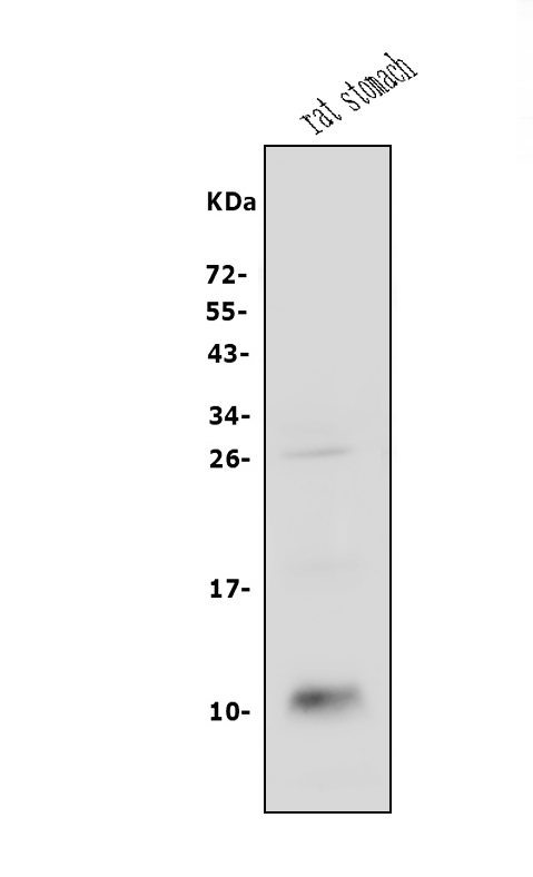 Western blot analysis of CXCL12 using anti-CXCL12 antibody (A00053-1).