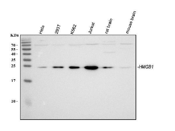 Western blot analysis of HMGB1 using anti-HMGB1 antibody (A00066-1).