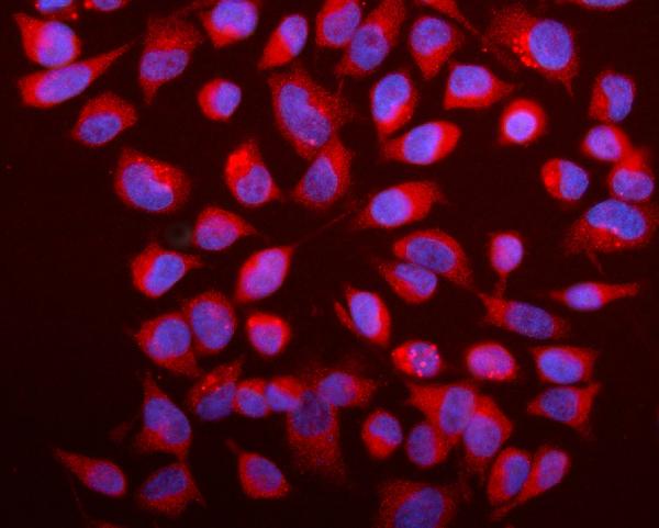 Caspase-9/CASP9 Antibody