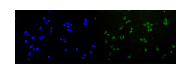 IF analysis of Rad51 using anti-Rad51 antibody (A00088).